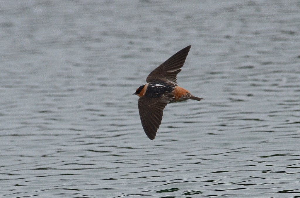 Swallow, Cave, 2013-01052880 Mission, TX.JPG - Cave Swallow. A golf course in Mission, TX, 1-5-2013